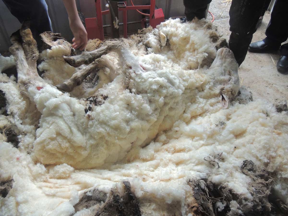 a photo of a very woolly sheep being shorn - click to view larger image