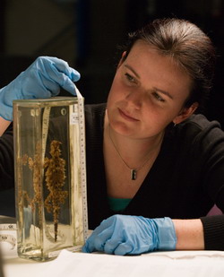 Sarah Streatfeild measures the size of one of the Museum's wet biological specimen cases