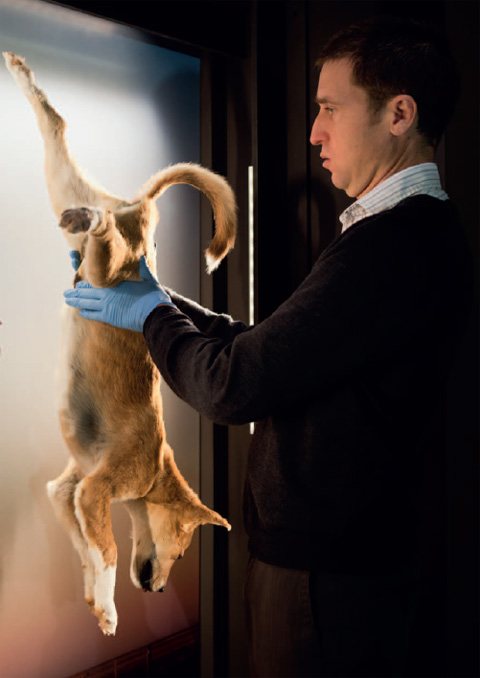 Side view showing a man dressed in a striped, collared shirt and dark jumper, and wearing pale blue gloves, holding a dog ust before its rear legs. The brownish-gold dog hangs upside down from an illuminated display board.