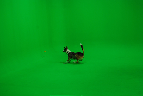 On set with 'Dash' the Australian Koolie.