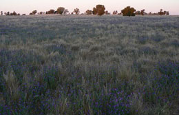 A paddock with purple flowers in the foreground.