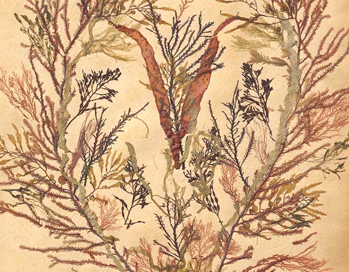 Detail of a page depicting seaweed specimens