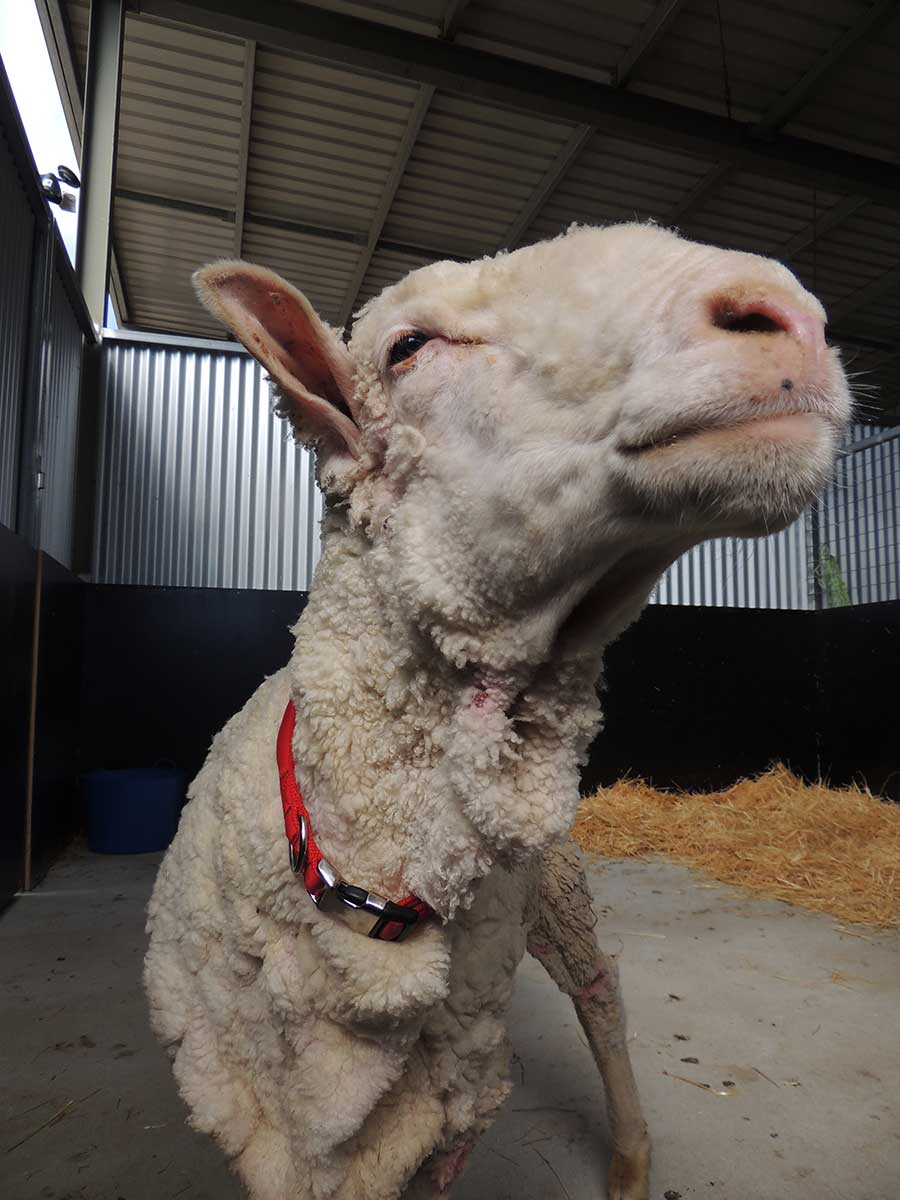 A photo of a sheep post shearing - click to view larger image