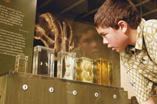 Mitchell Baum examines platypus specimens on show in Tangled Destinies.