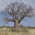 A boab tree in Sturt Creek country.