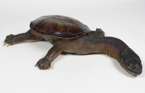 Long-necked turtle