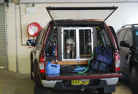 Dash the Coolie inside a vehicle.