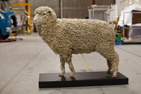 Sheep taxidermy.