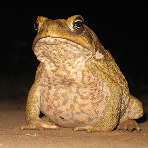 1935: Cane toads introduced into Australia to control pest beetles in Queensland’s sugar cane crops