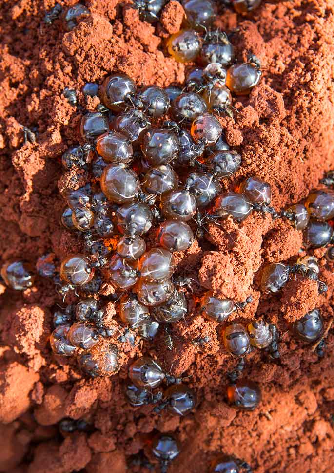 Honey ants