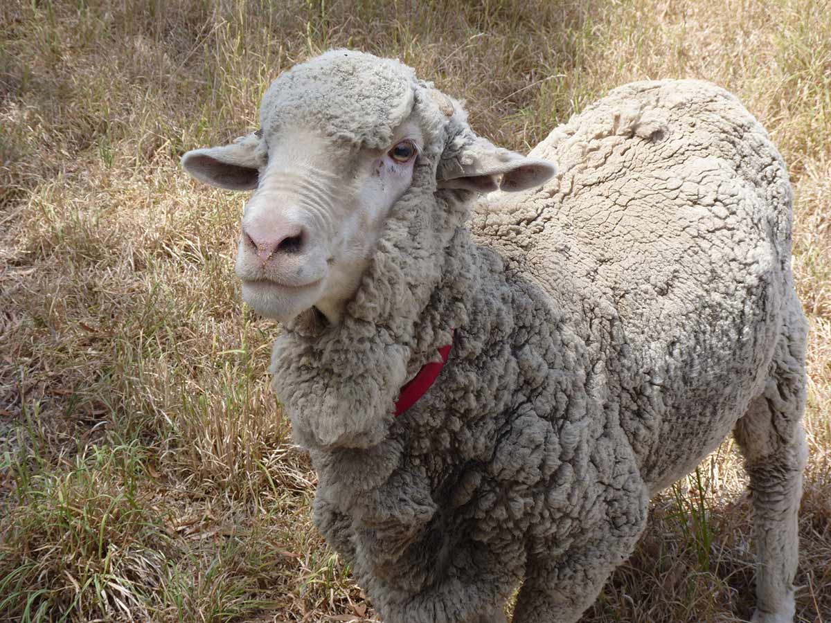 A photo of a sheep - click to view larger image