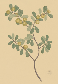 A water colour rendering of a plant on beige-coloured paper.