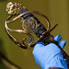 Detail showing handle of Governor Lachlan Macquarie's sword.