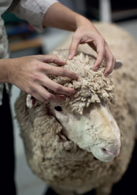 A close-up shot showing two hands extending from the left to part the fleece on the head of a taxidermied sheep. The sheep's snout and head are clearly visible.