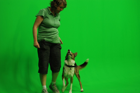 Dash's trainer Louise Harding starts warming Dash up for a day of filming.