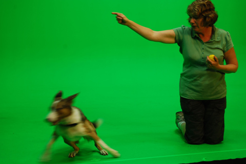 Ever tried to get a dog to run away from the ball? We were pretty impressed by what Louise can train Dash to do.
