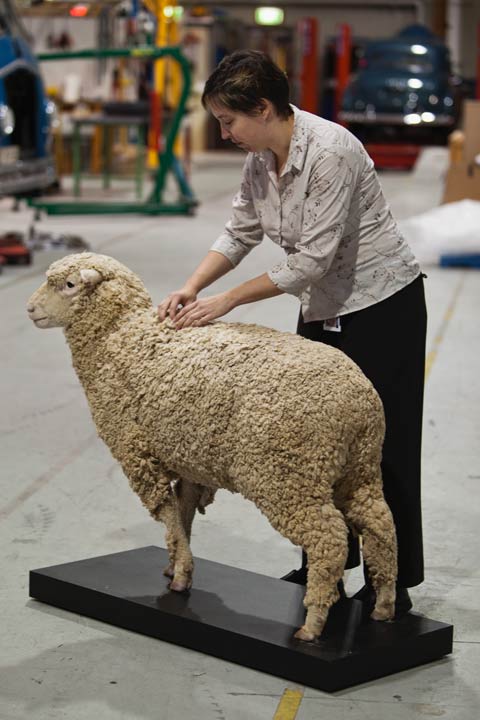 Sheep taxidermy.