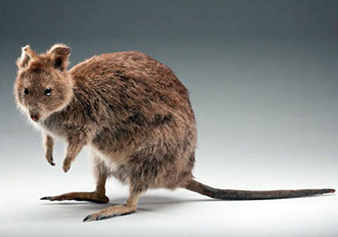 Quokka