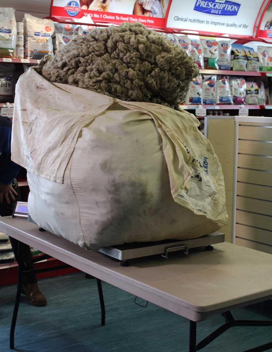 A photo of a large bag of fleece on scales - click to view larger image