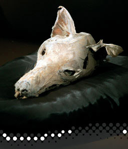 Photo of a mummified head of a thylacine