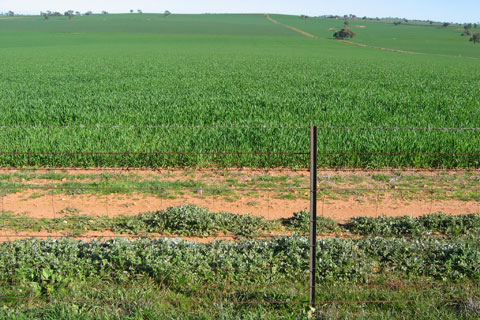 Wagga district farmland, with wire fence in the foreground and green crops to the horizon