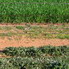 Riverina district field detail.
