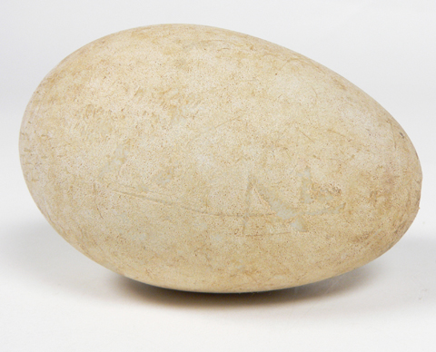Black Swan egg