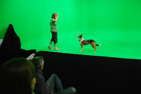 On set with 'Dash' the Australian Koolie.