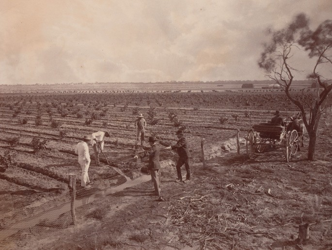 Three men tilling the soil in large paddox while two others look on from other side of a fence. Saplings have been planted in the paddock in long rows.