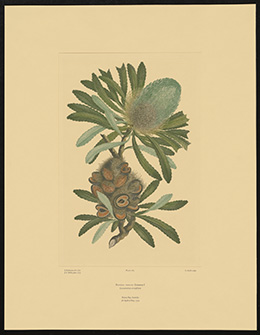 A colour botanical engraving showing