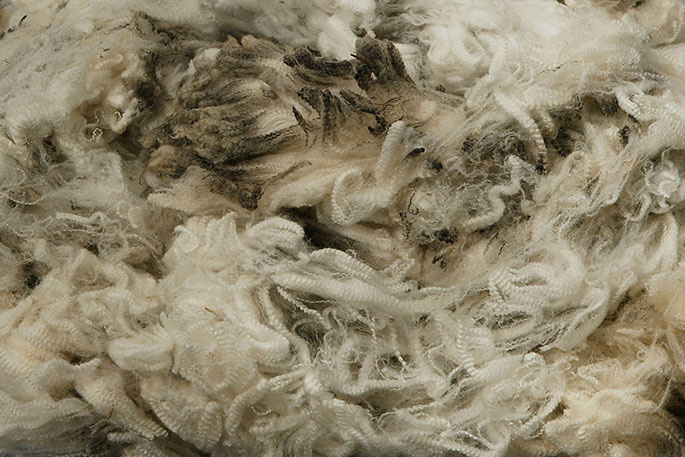 Large fleece of superfine wool