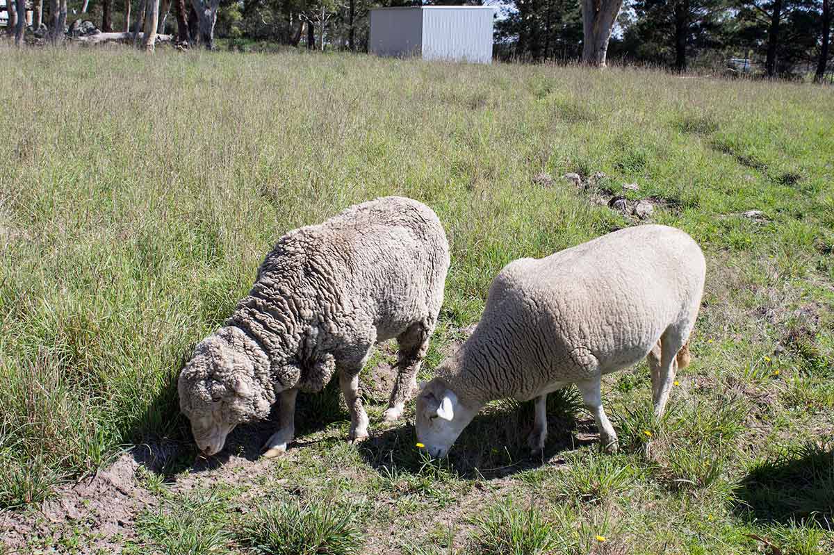 A photo of two sheep in a paddock - click to view larger image