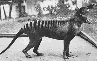 A profile black and white photo of an animal with black stripes on its back, mouth wide open.
