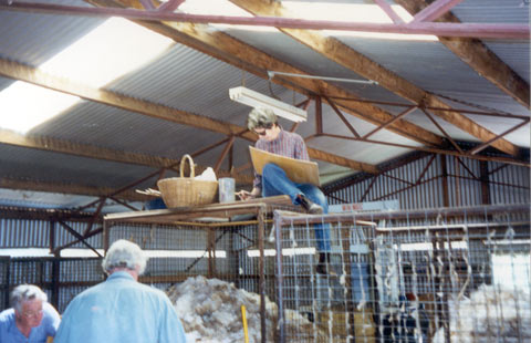 A woman sits atop a wire cage, with a board resting on her knees. Below, two people sort wool. The corrugated iron and timber beams of a shed are visible above.