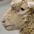 Sheep taxidermy.