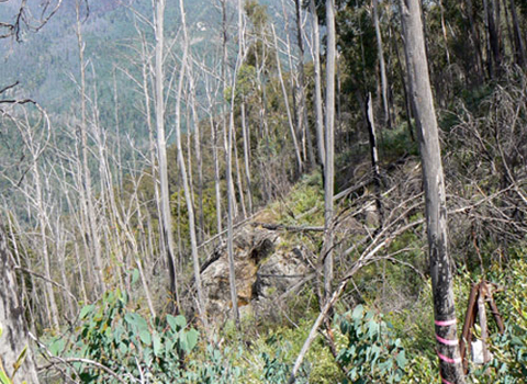Bush scene showing dense undergrowth, bare tree trunks and hills in the distance.