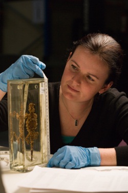 Sarah Streatfeild uses a tape to measure the height of a case containing a lizard specimen