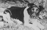 Detail of black and white coloured dog