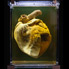 Phar Lap's heart.
