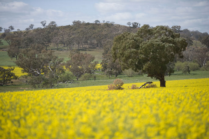 A yellow crop in the foreground, with a treed hill as a backdrop.