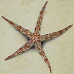 starfish for Voyages a starfish
