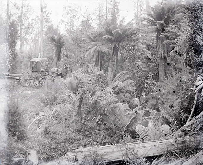 A scenery shot of dense bushland with palm-like trees and ferns. Two people are dwarfed by vegetation at the centre of the image. A man stands with a horse and carriage, in a clearing beside the trees.
