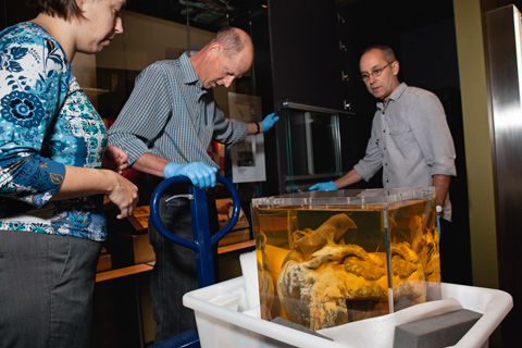 Installing Phar Lap's heart in the Landmarks gallery.