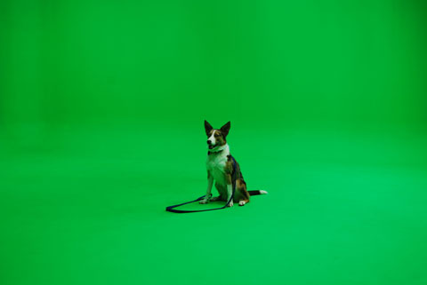 Dash gets familiar with the green screen set.