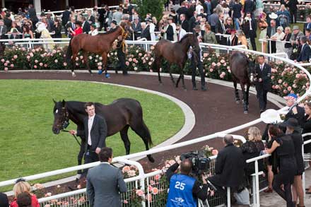 The 2010 Melbourne Cup popular favourite, So You Think, is led around the Parade Ring at Flemington Racecourse before the big race.