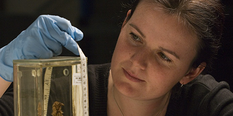Assistant documentation officer Sarah Streatfeild measuring the height of a glass specimen jar.