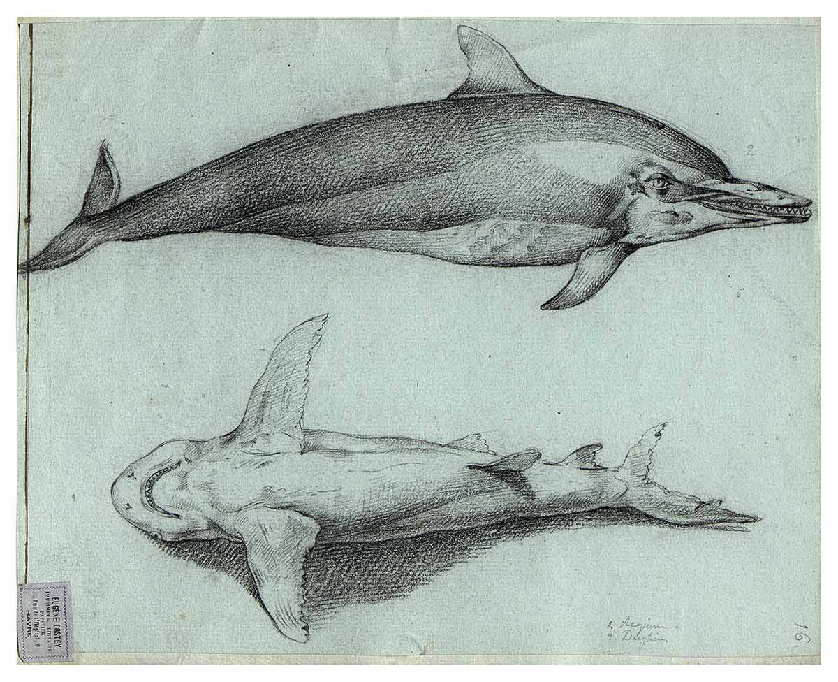 Charcoal and pencil drawing of dolphin profile and shark ventral fin by Louis Lebrun or Jacques-Gerard Milbert in book. - click to view larger image