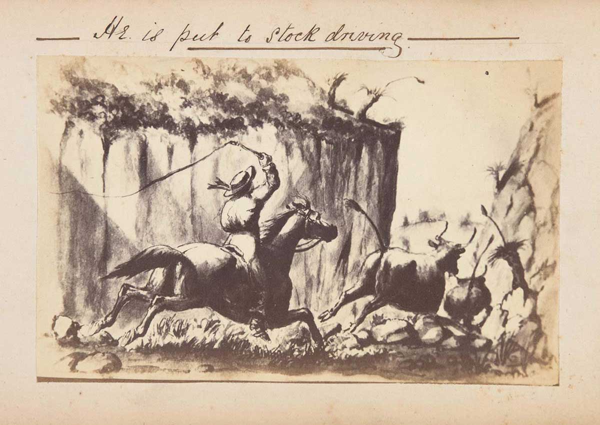 Illustration of a man on galloping horses, chasing cattle and swinging a whip in the air. There is text at the top that reads 'He is put to stock driving'. - click to view larger image