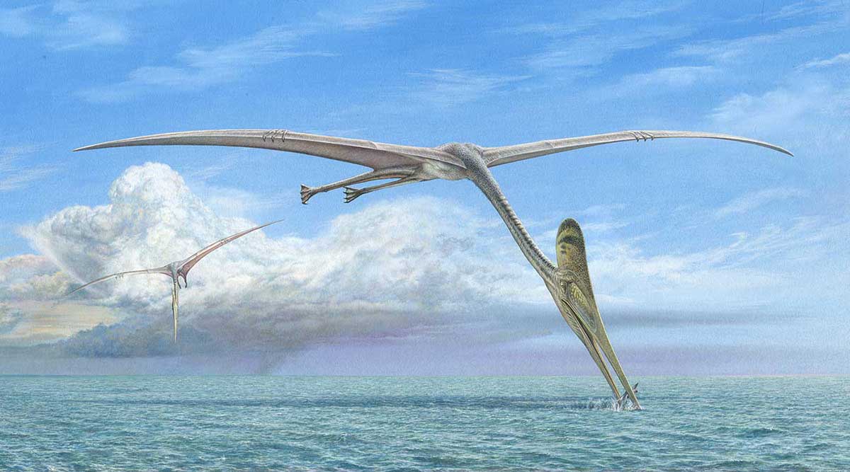 Colour illustration of a large bird-like marine reptile flying over water. Its long neck extends to the water, where a fish is caught in its beak-like mouth. A second bird-like reptile flies in the background. - click to view larger image