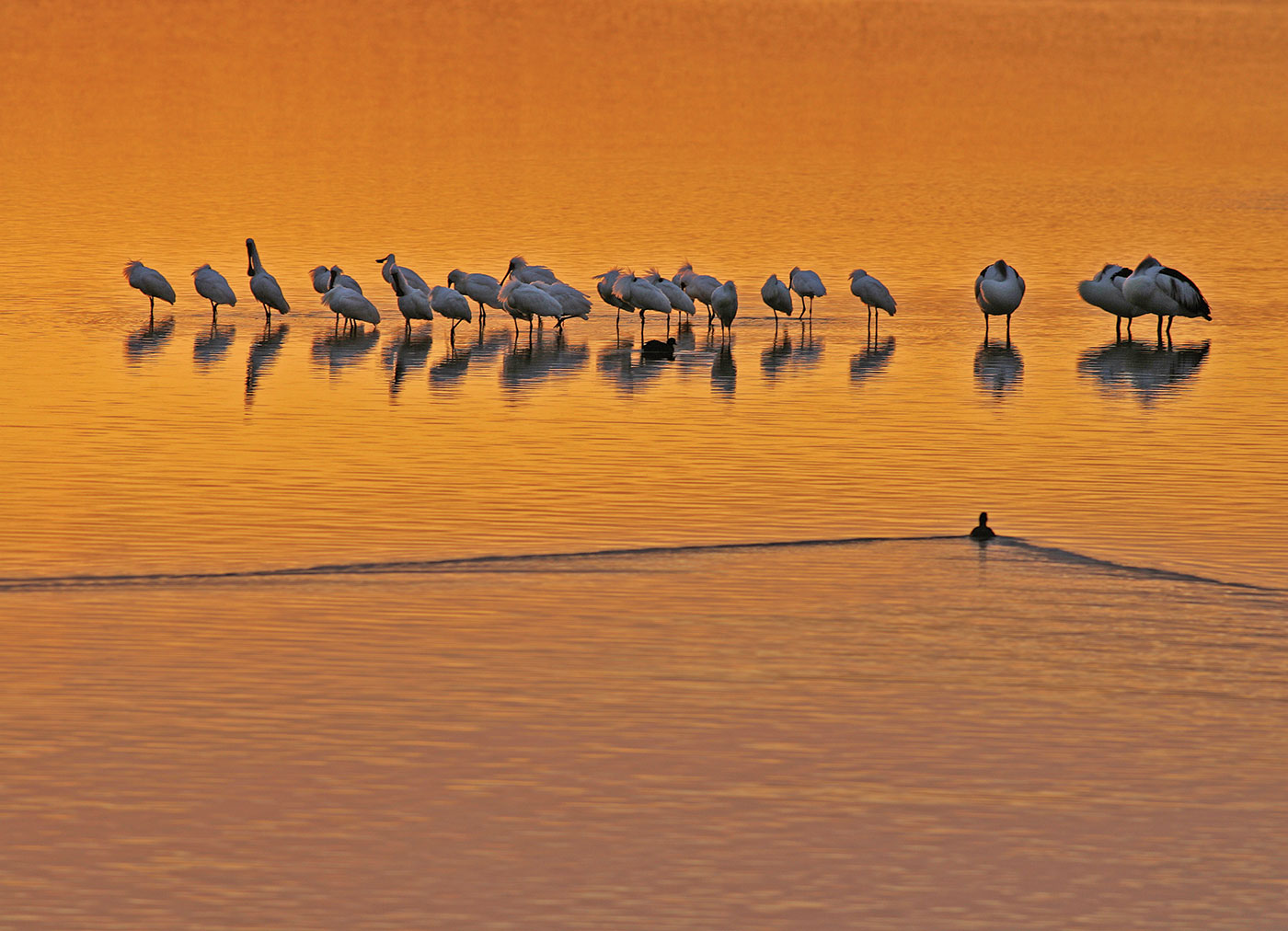 A group of birds stand in shallow water.